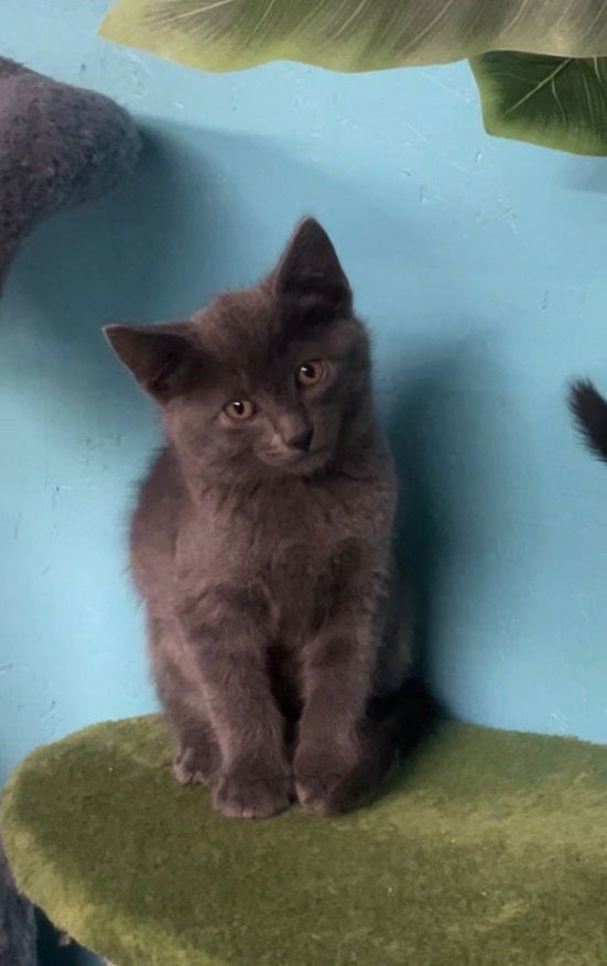 Silverado thumbnail 3