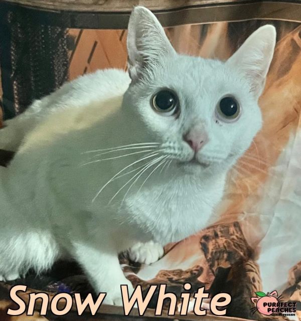 Snow White