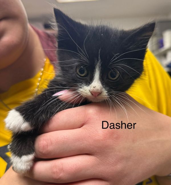 Dasher