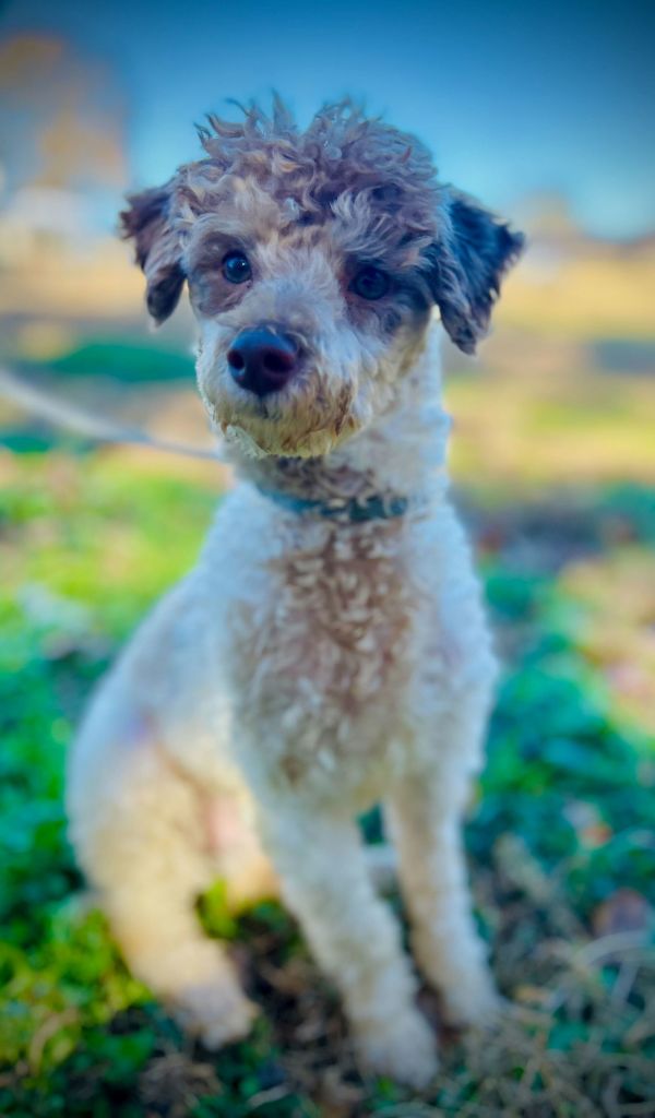 Angelo Sep thumbnail 2