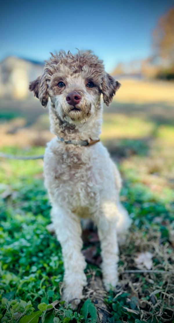 Angelo Sep thumbnail 3