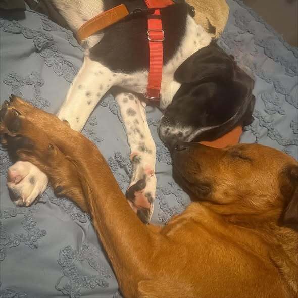 Jemma  Stray J thumbnail 2