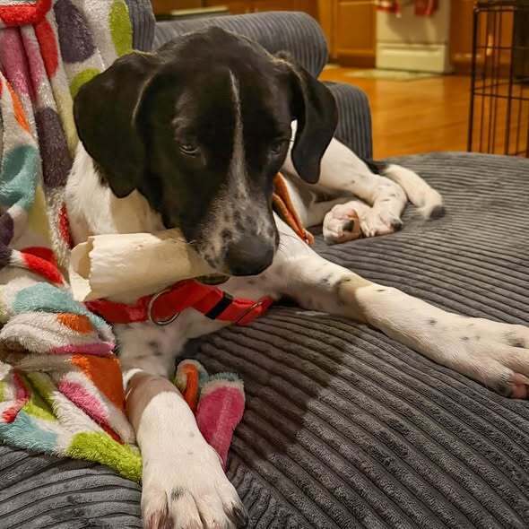 Jemma  Stray J thumbnail 3