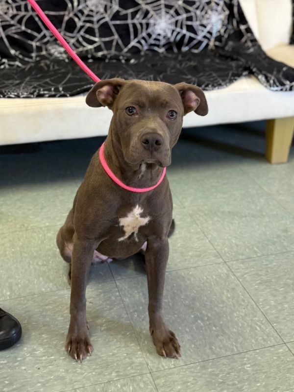 Blueberry thumbnail 2