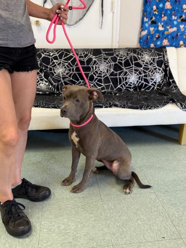 Blueberry thumbnail 3