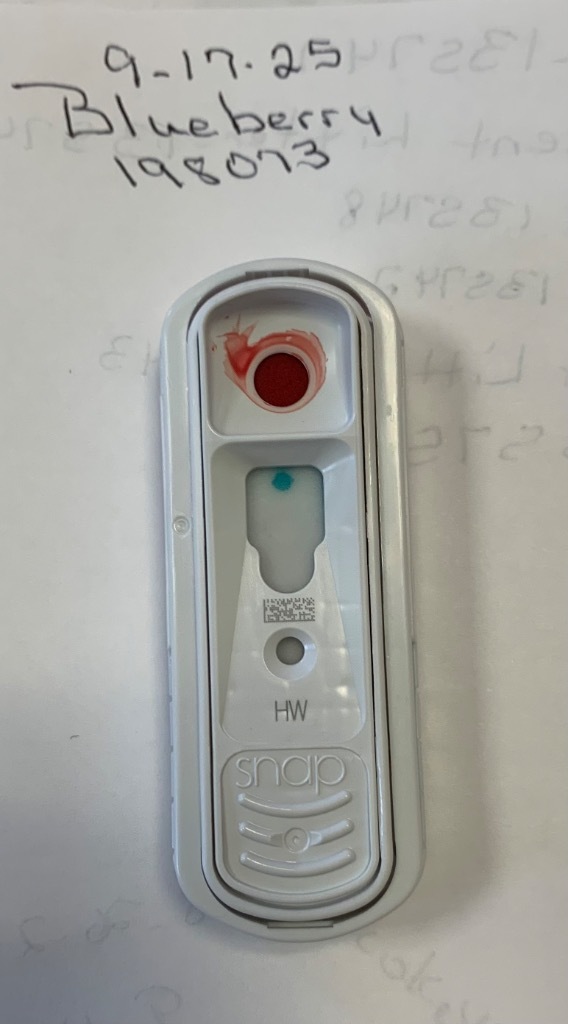 Blueberry thumbnail 4