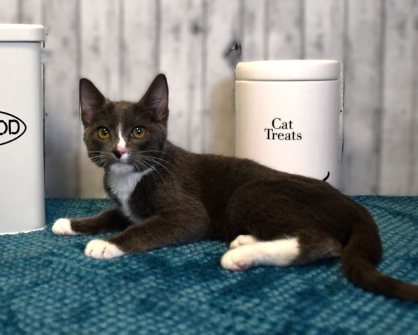 Franklin thumbnail 2