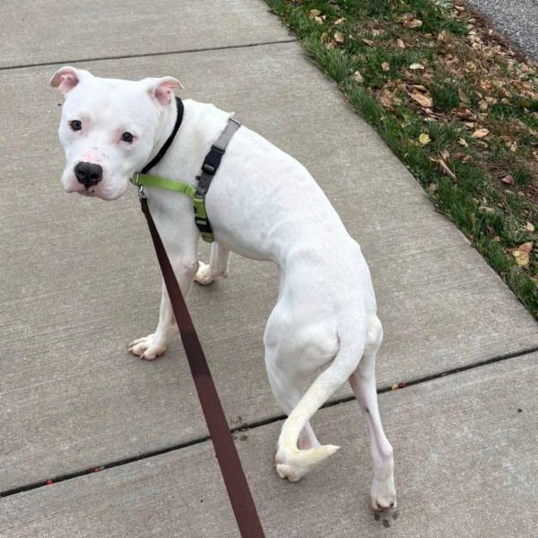 Jon Snow thumbnail 3