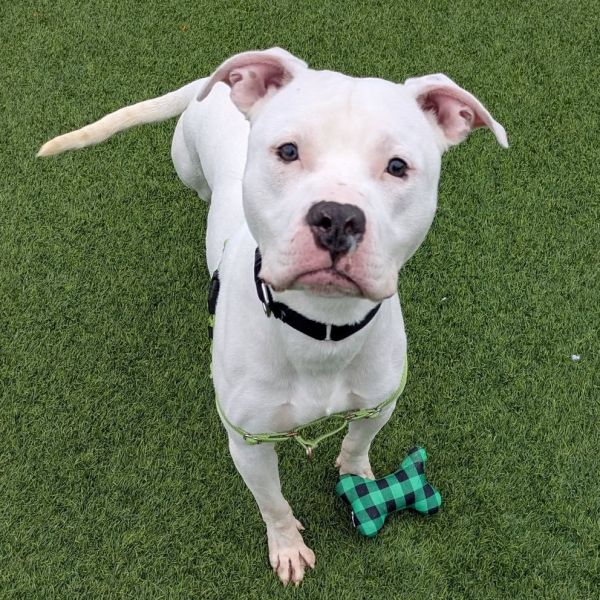 Jon Snow thumbnail 5