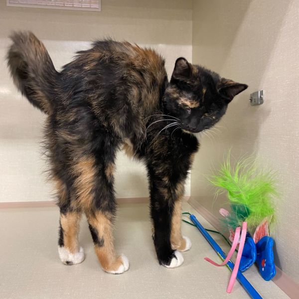 Judy Hopps thumbnail 2