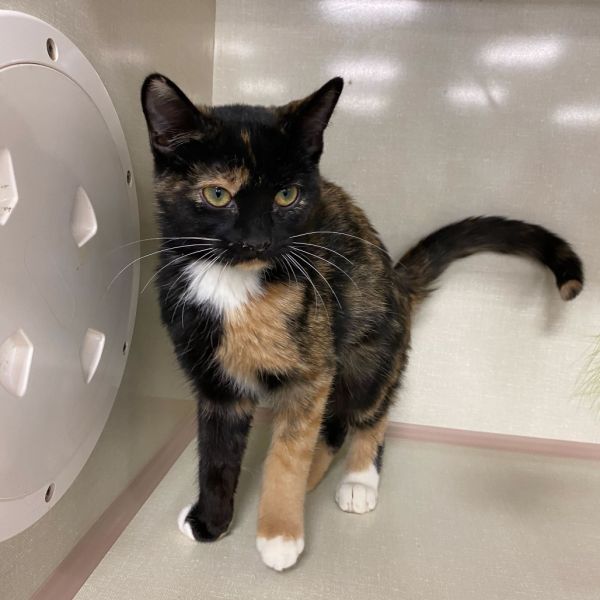 Judy Hopps thumbnail 3