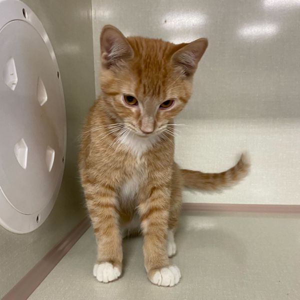 Nick Wilde thumbnail 2