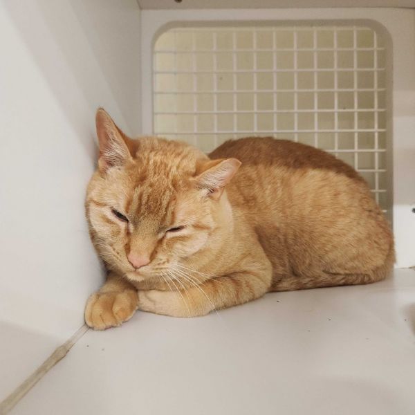 Flash Gordon thumbnail 2