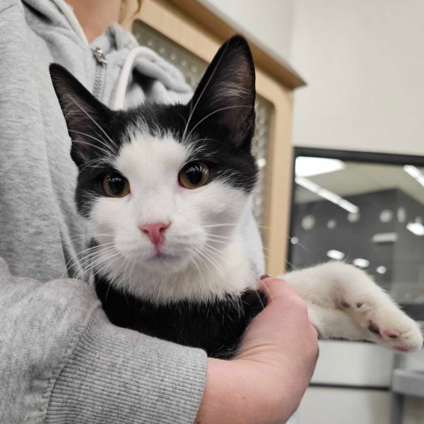 Chief Bogo thumbnail 2