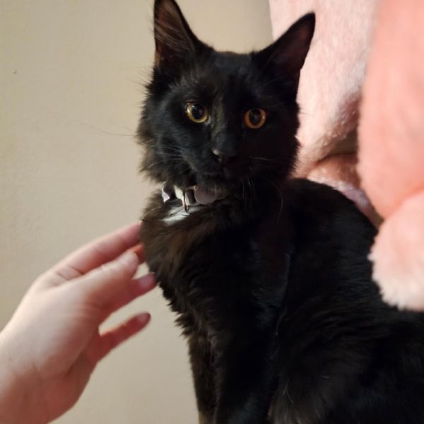 Smokey  Gray thumbnail 2