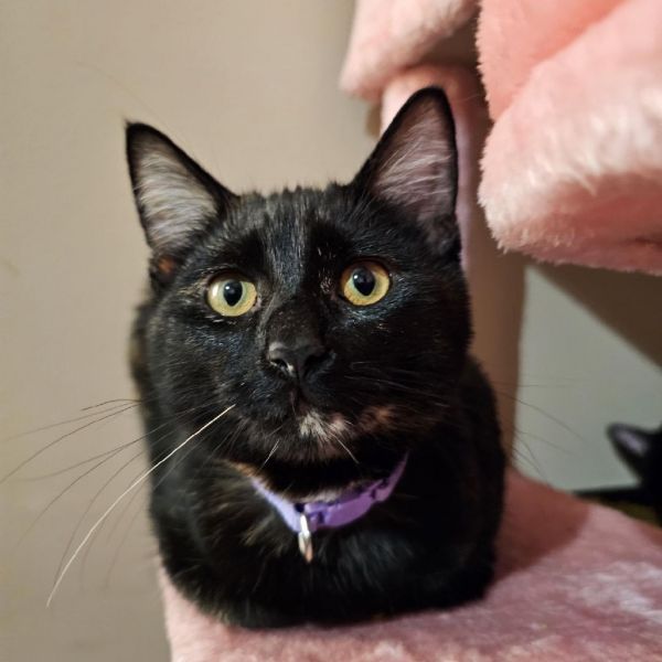 Ash  Purple thumbnail 2