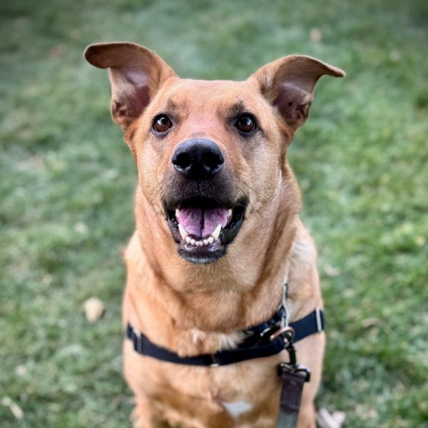 Chickpea thumbnail 4