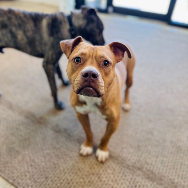 Jeremiah thumbnail 5