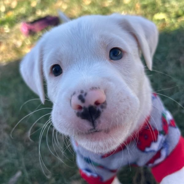 Macadamia thumbnail 2