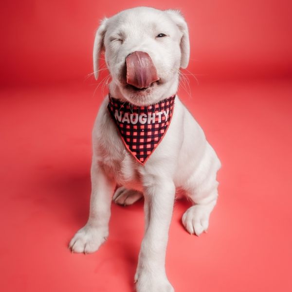 Macadamia thumbnail 3