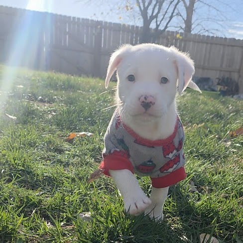 Macadamia thumbnail 4