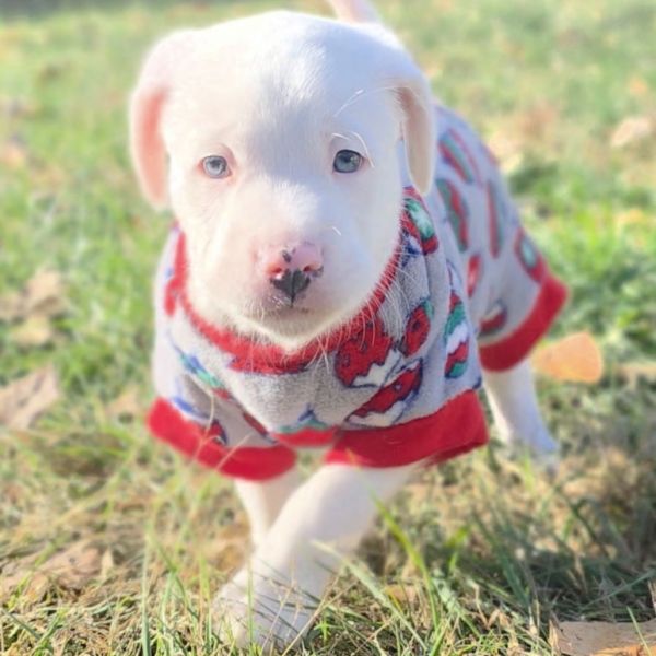 Macadamia thumbnail 5