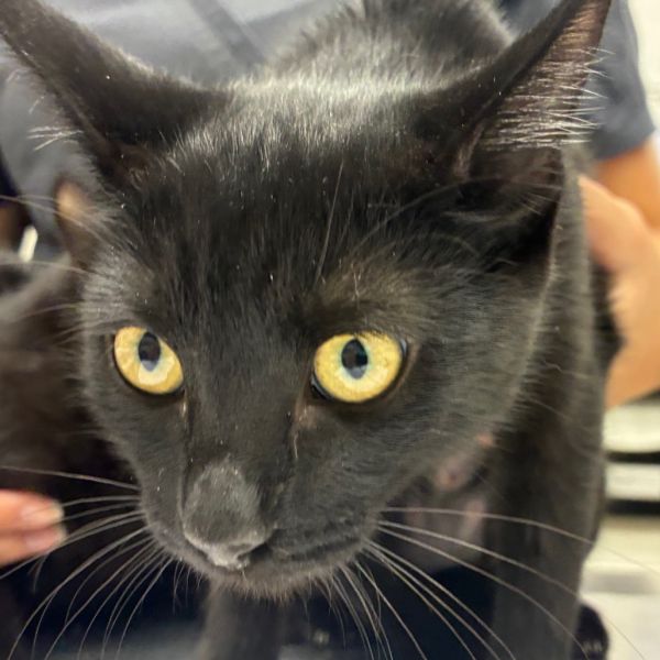 Midnight thumbnail 2