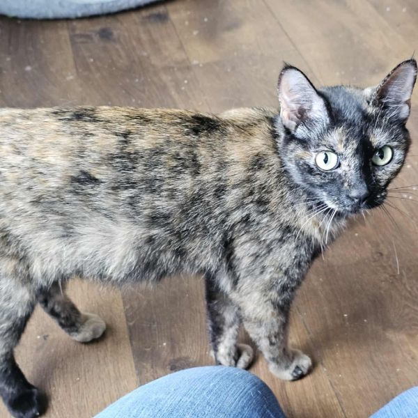 Mcgonagal thumbnail 2