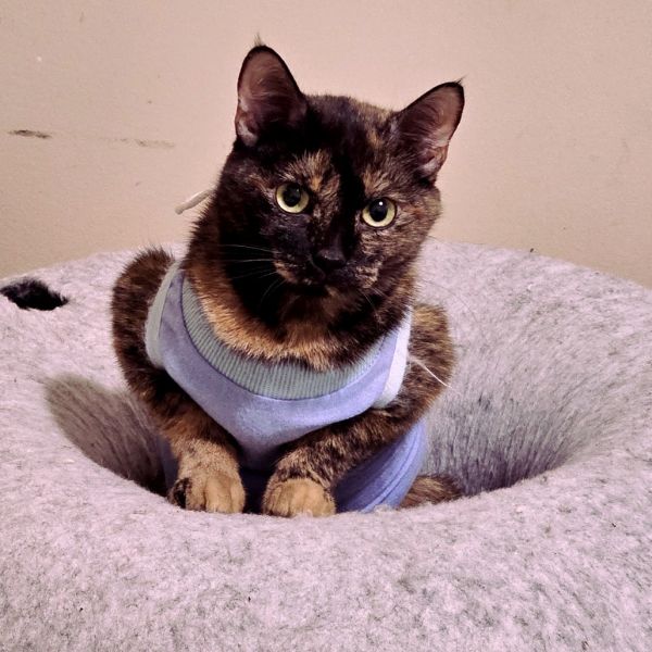 Mcgonagal thumbnail 3