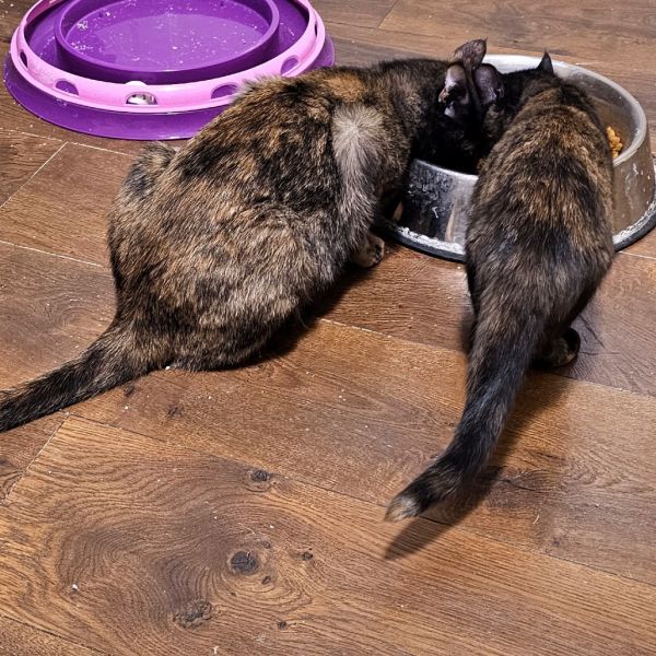 Mcgonagal thumbnail 4