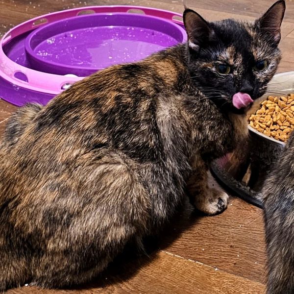 Mcgonagal thumbnail 5