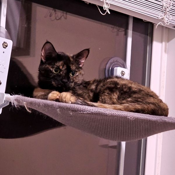 Mcgonagal thumbnail 6