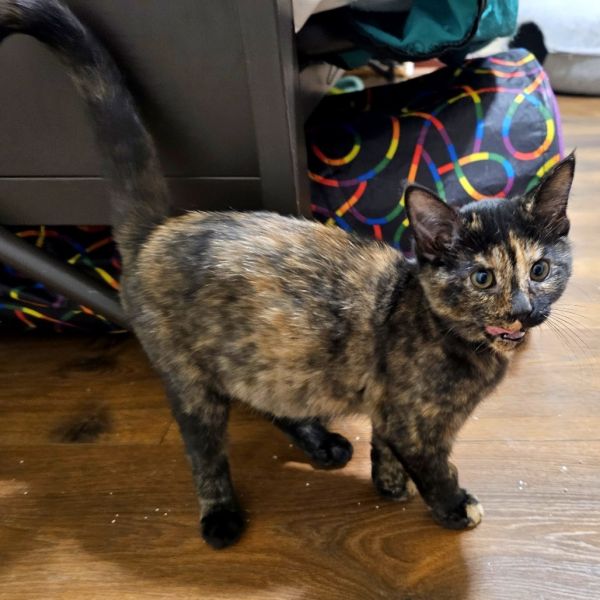 Hermione thumbnail 2