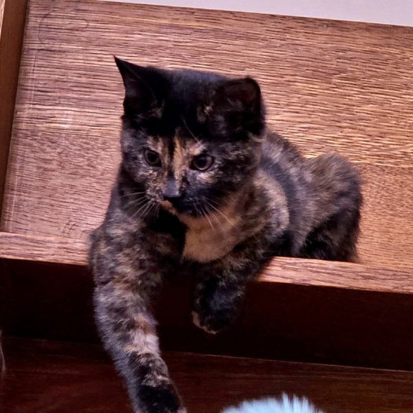 Hermione thumbnail 3