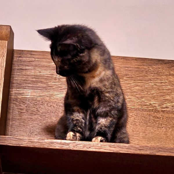 Hermione thumbnail 4