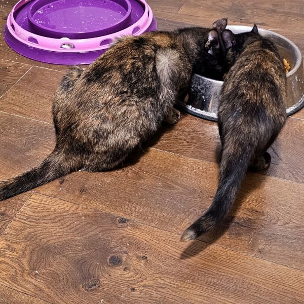 Hermione thumbnail 5