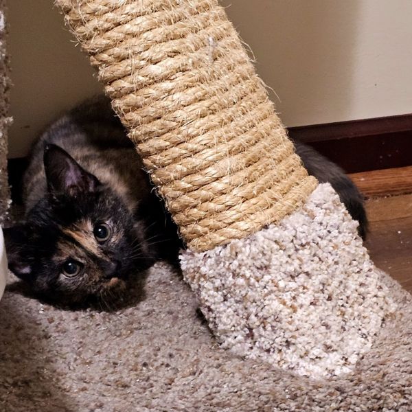 Hermione thumbnail 6