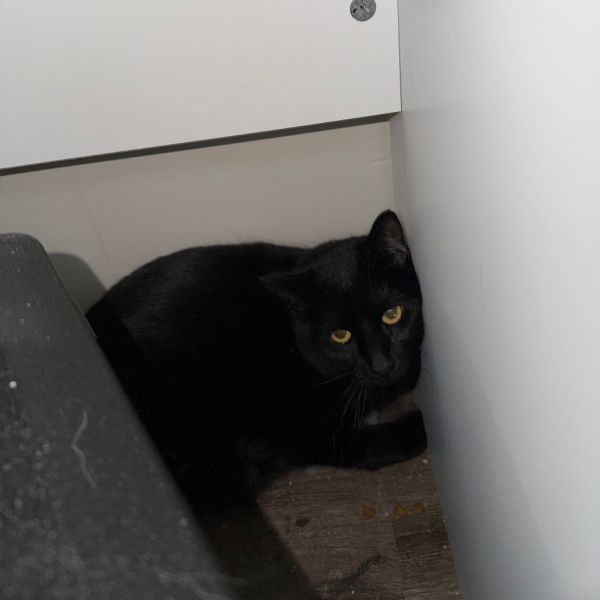 Pikachu Meet Me At thumbnail 2