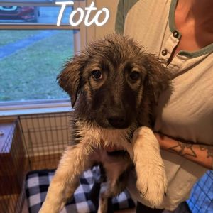 Toto