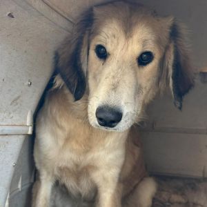 Isa * adoption pending*