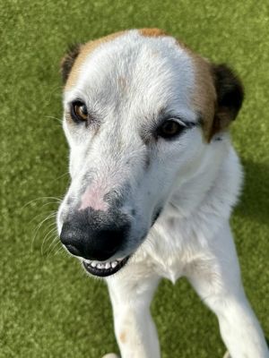 Country Gravy with Sausage