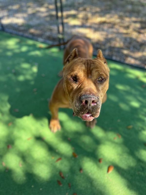 General Thaddeus thumbnail 2