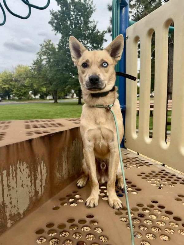 Wylie Courtesy Listing