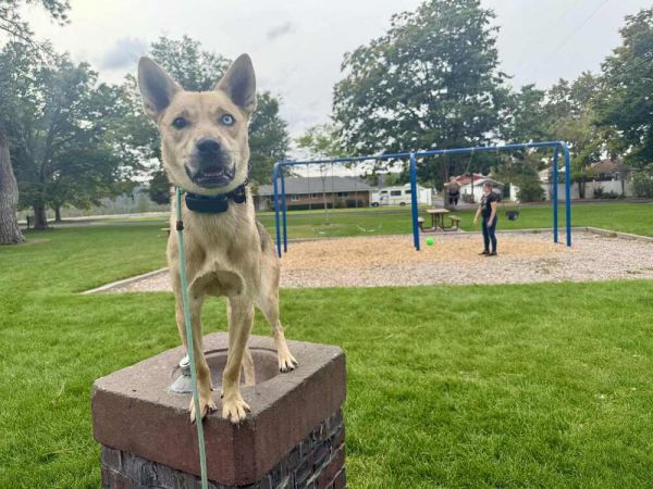 Wylie Courtesy Listing thumbnail 4