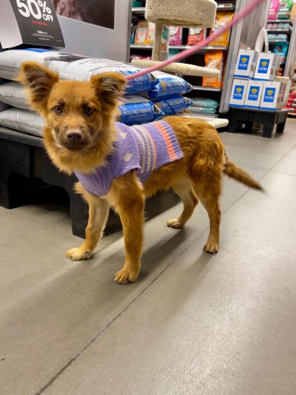 Konnichiwa thumbnail 2