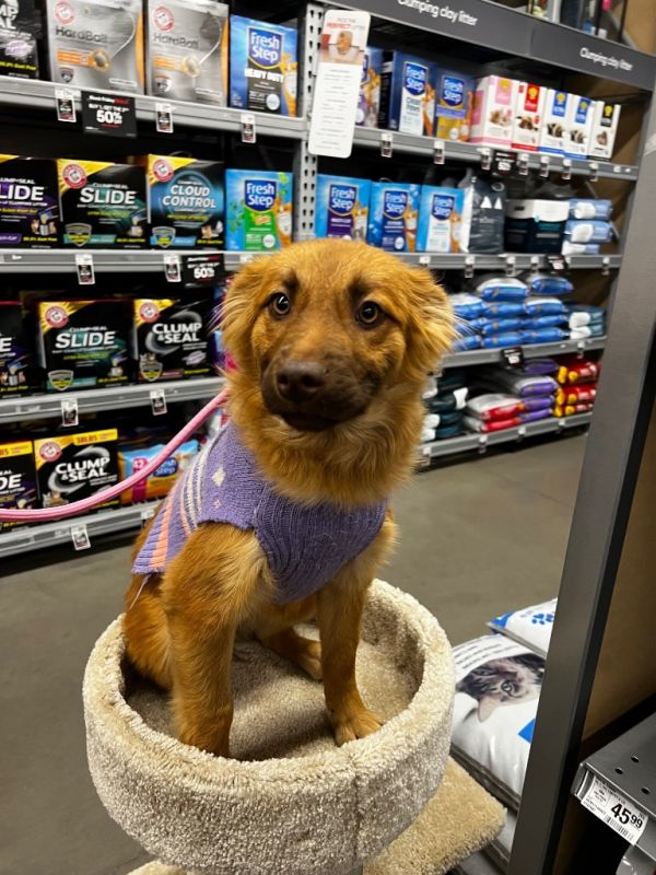 Konnichiwa thumbnail 4