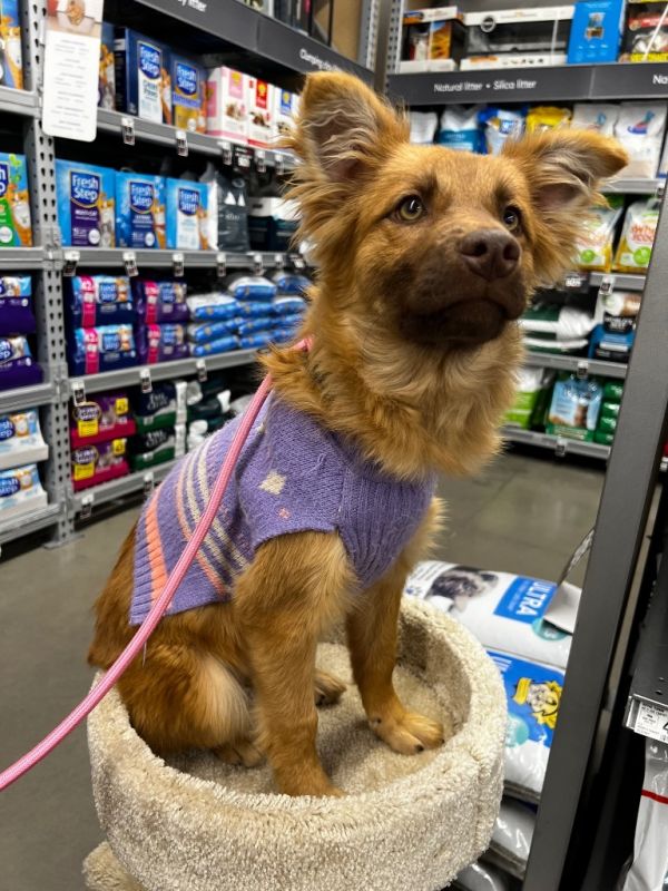 Konnichiwa thumbnail 5