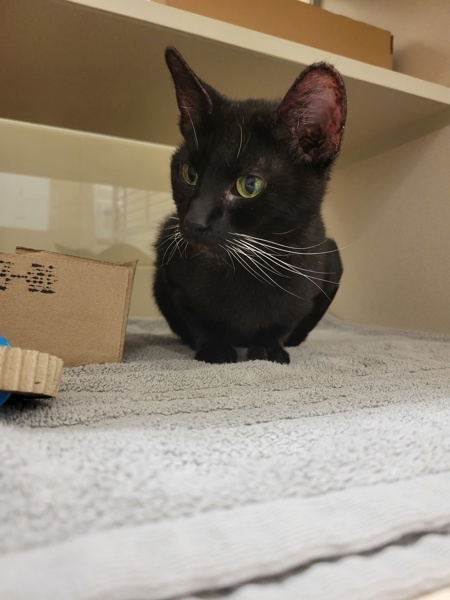 Cordelia thumbnail 2