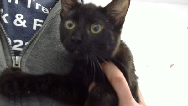 Hot Cocoa thumbnail 2