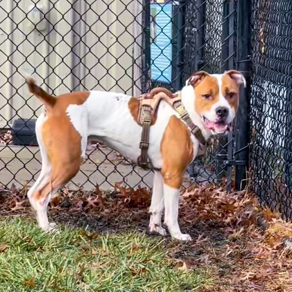 Peanut Butter thumbnail 2